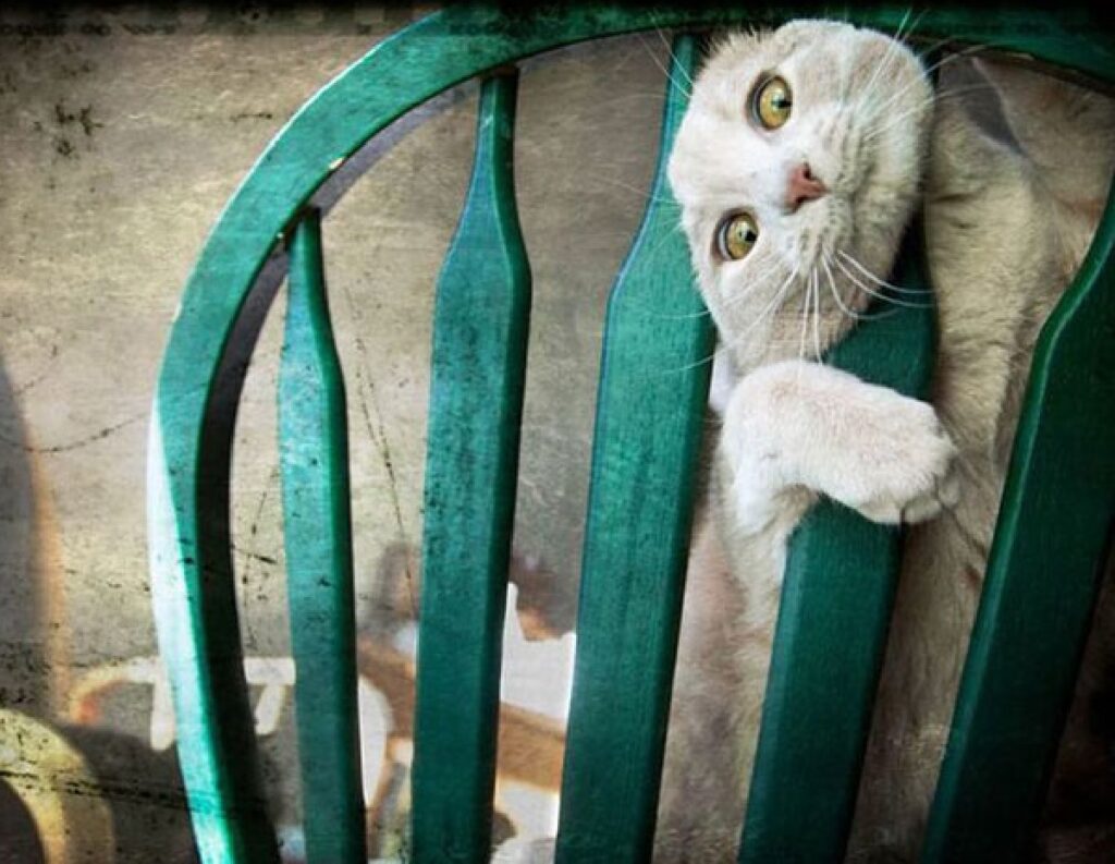 gatto testa sedia turchese 