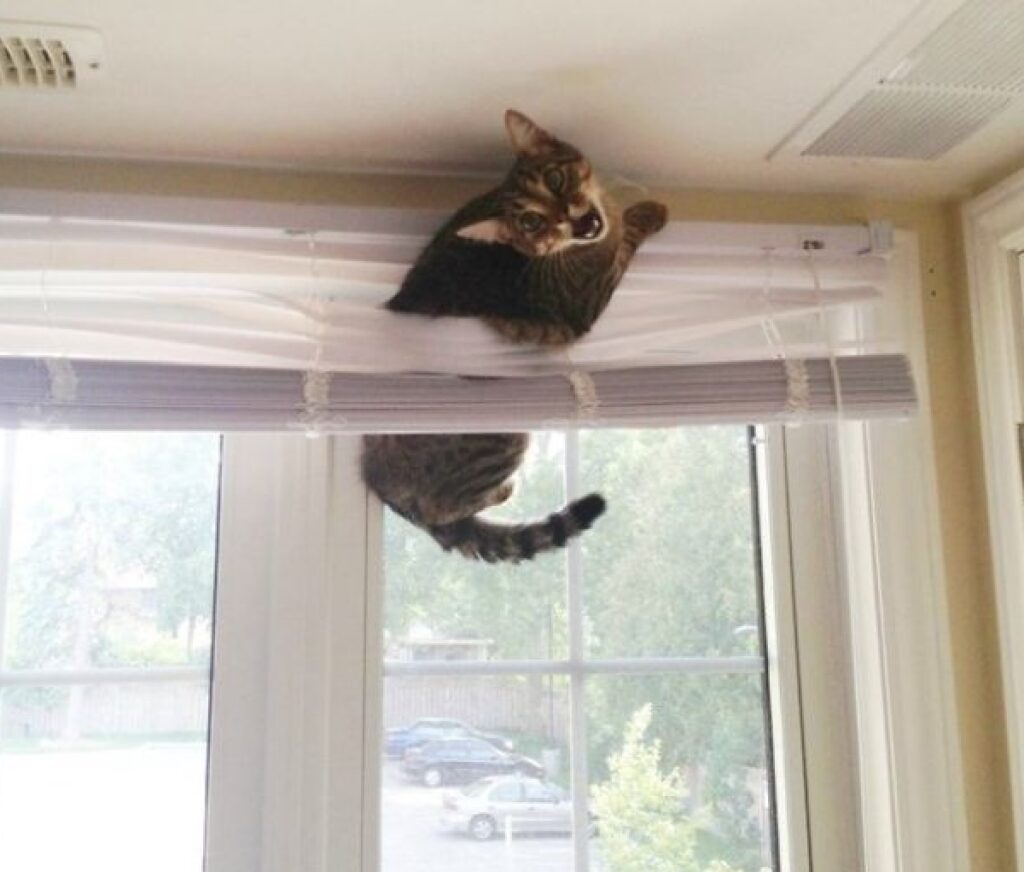 persiana alzata gatto bloccato 