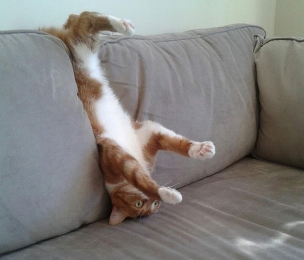 gatto divano colore grigio 