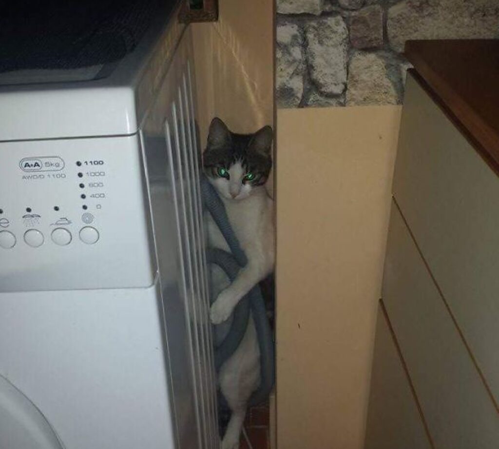 gatto dietro lavatrice