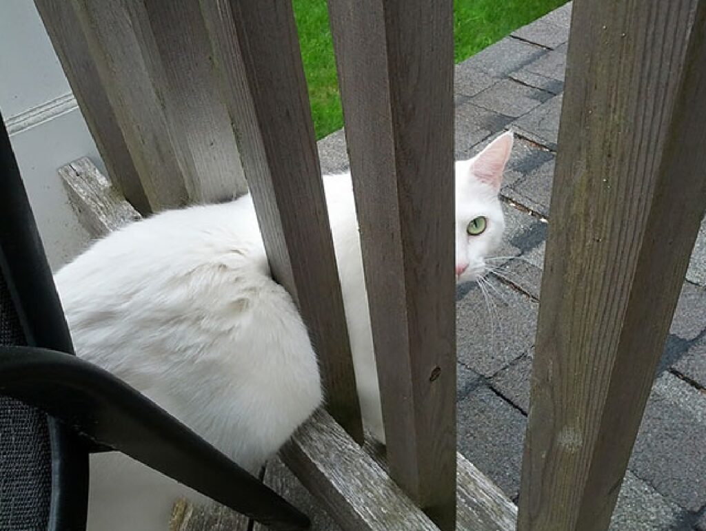 gatto bianco sbarre 