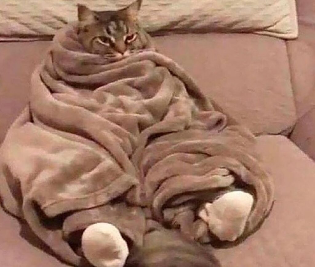 gatto coperta su tutto il corpo 