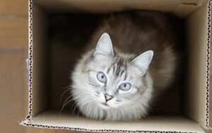 8 foto di gatti che nascondono mille personalità differenti, solo che ancora non lo sanno