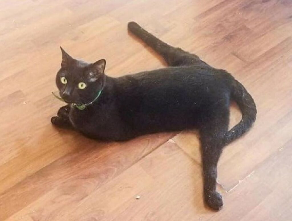 gatto nero zampe allargate 