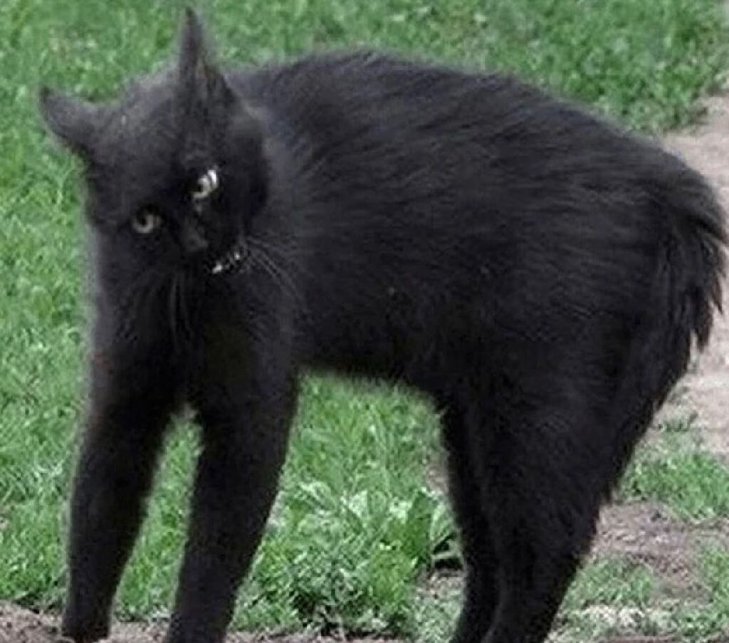 gatto nero smorfia volto 