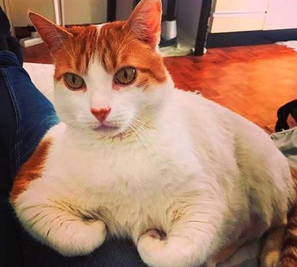 gatto bianco rosso mostra bicipiti 