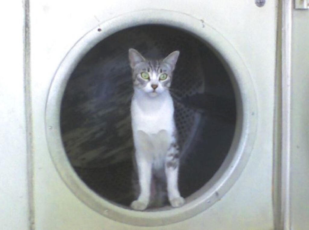 gatto dentro lavatrice 