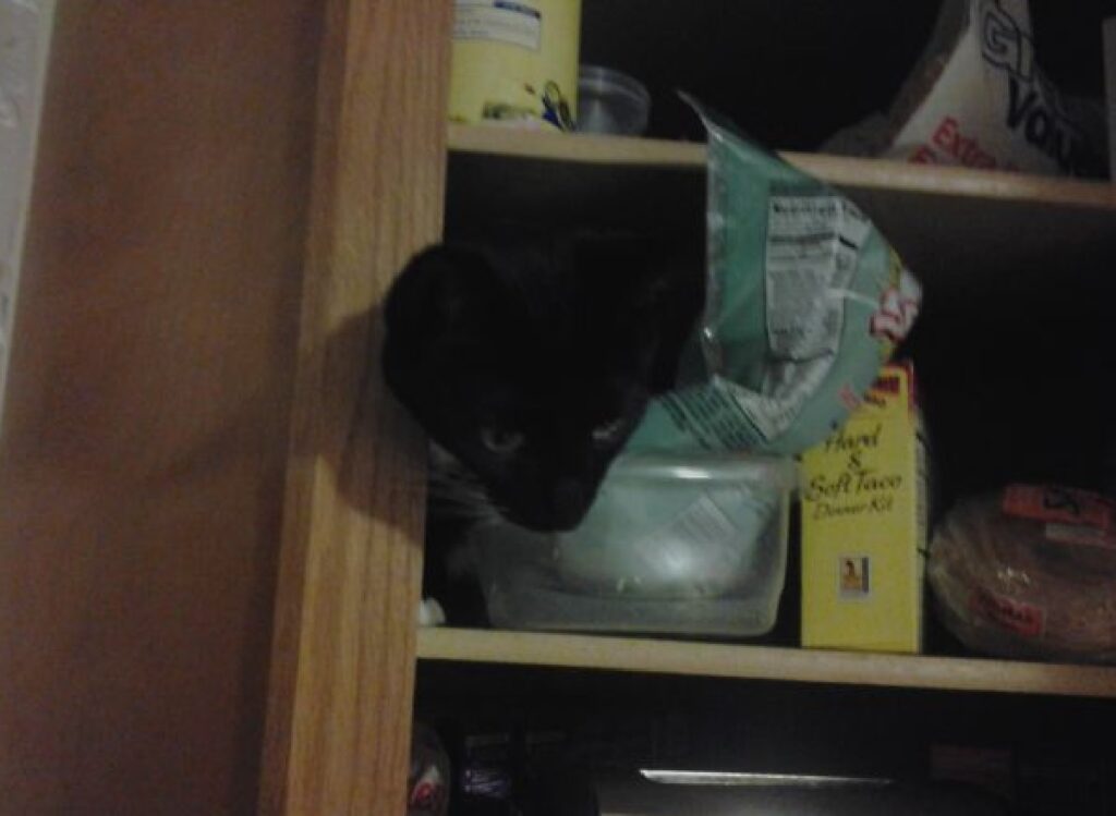 gatto nero dentro dispensa 
