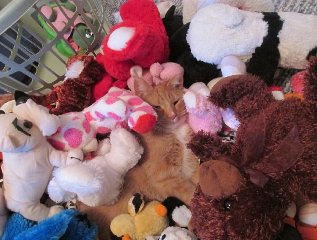 gatto circondato da pupazzi 
