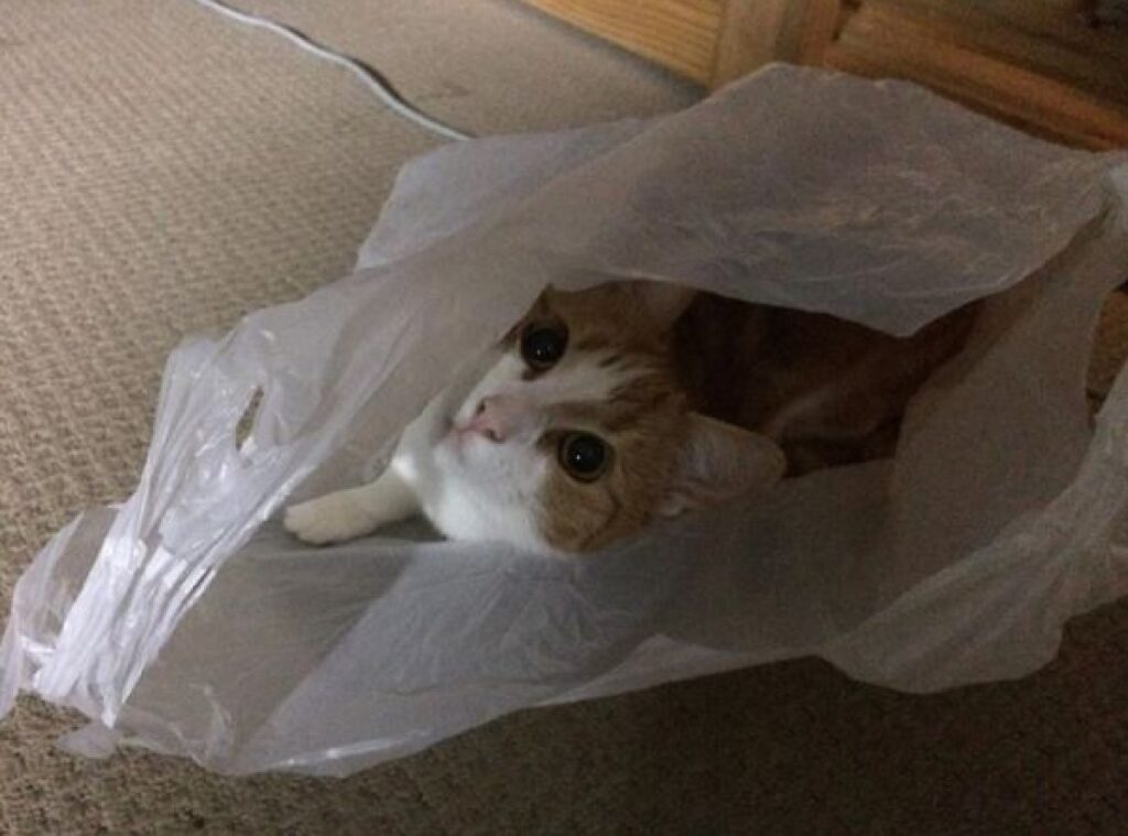 gatto nella busta di plastica 