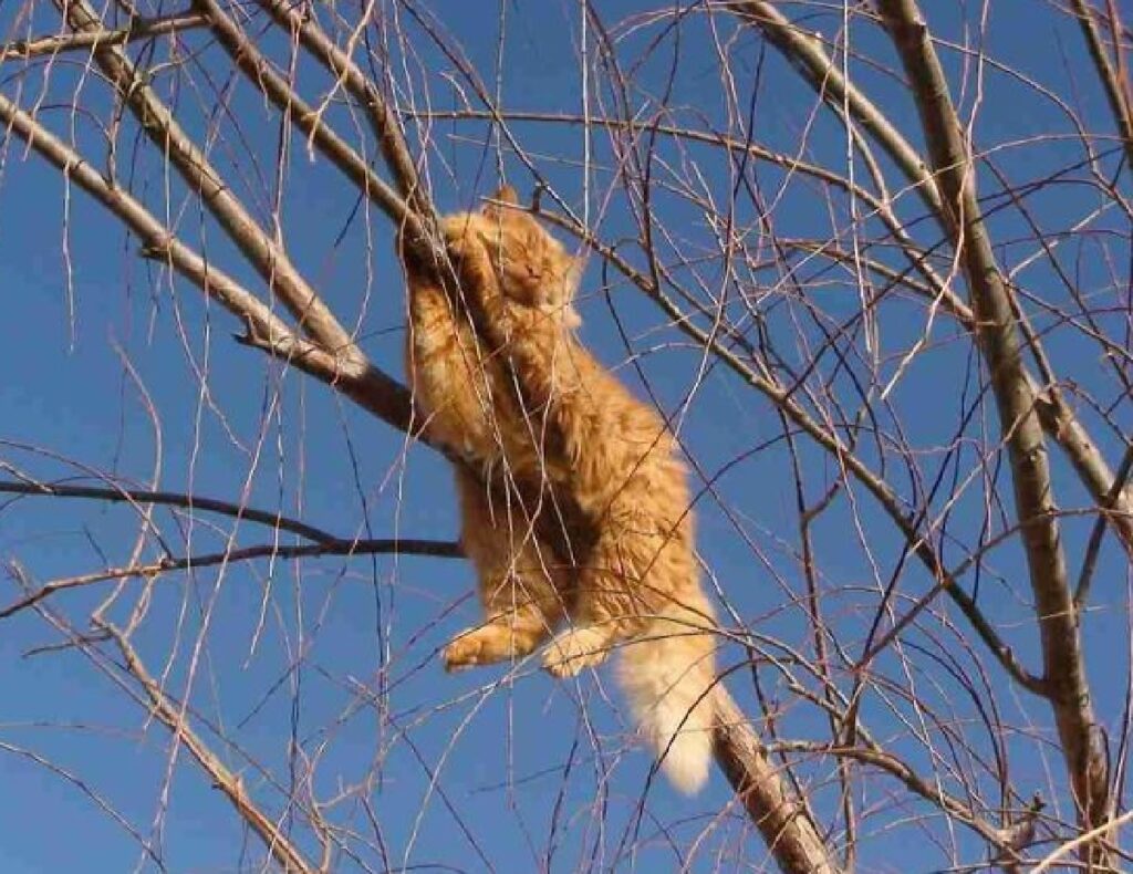 gatto rosso ramo in alto 