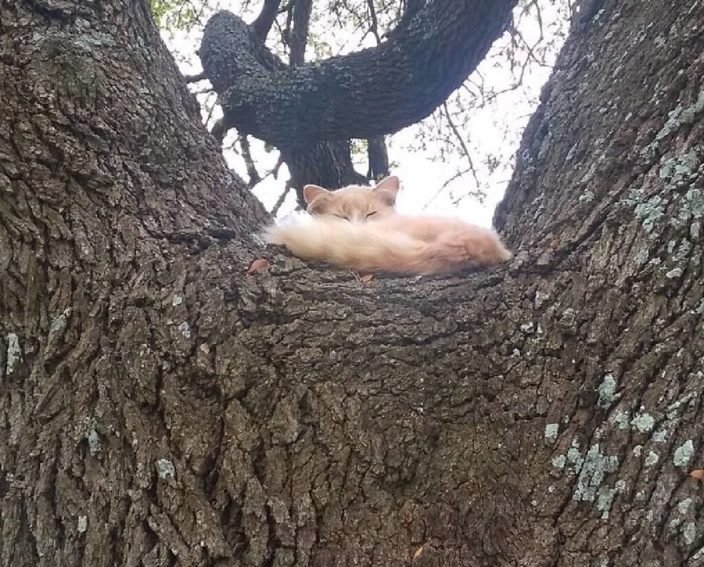 gatto su spaccatura albero 