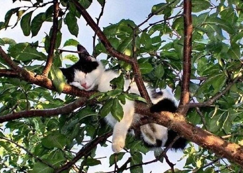 gatto bicolore fogli coprono 