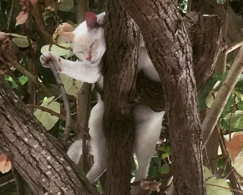 gatto bianco groviglio di rami 