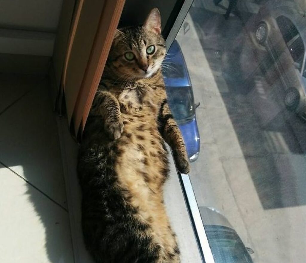 gatto soriano vicino finestra
