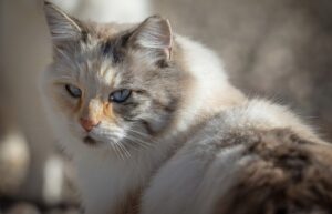 8 foto di gatti che saprebbero scrivere un trattato scientifico sul calore e su tutti i suoi benefici