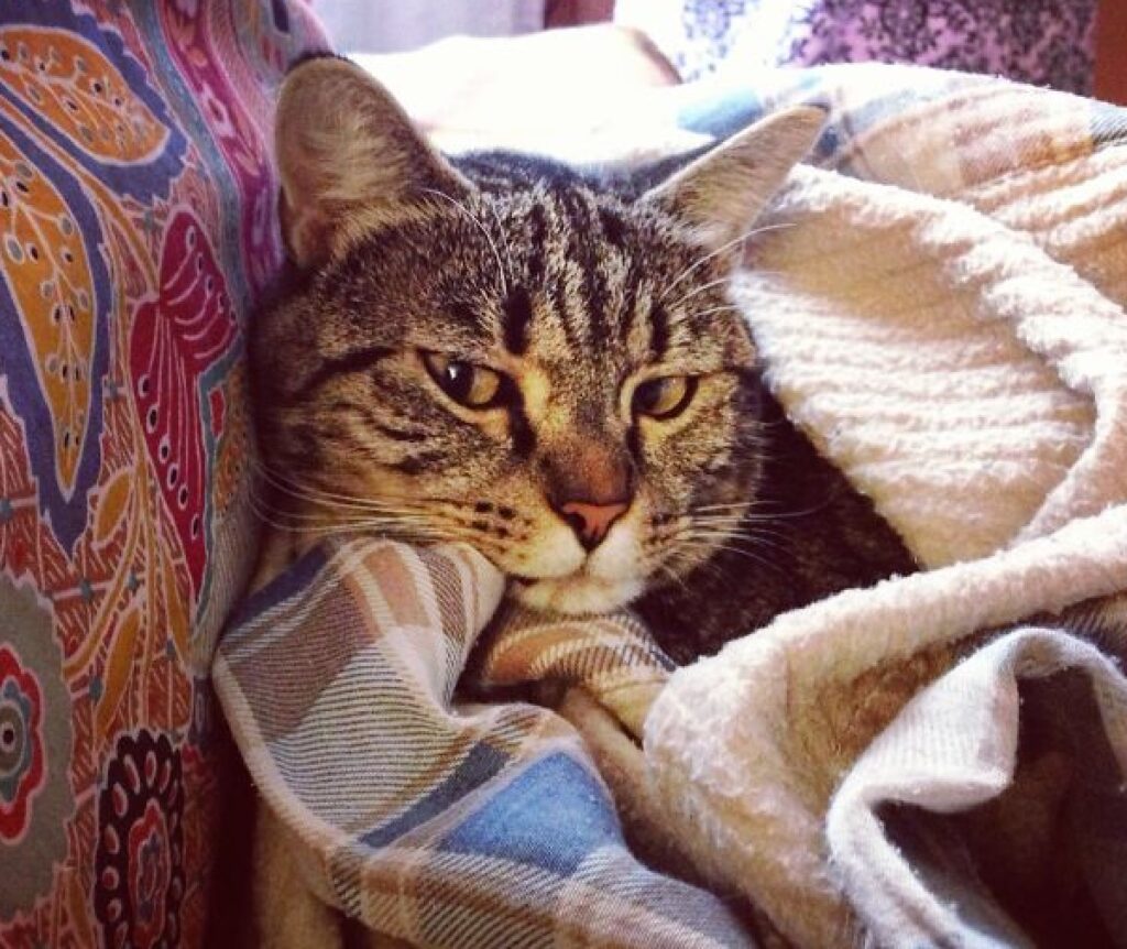 gatto soriano sotto coperte