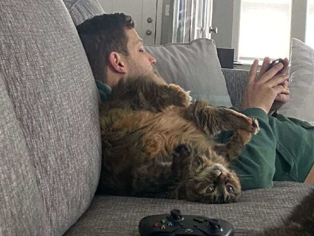 gatto ribaltato divano 
