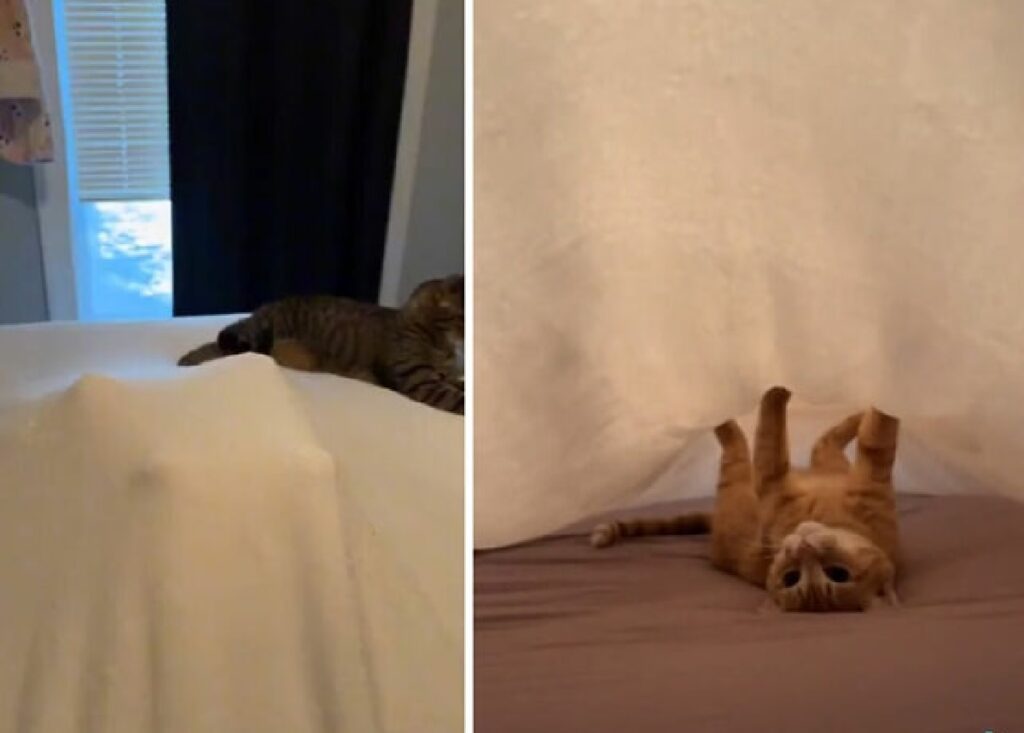 gatto sotto coperte 