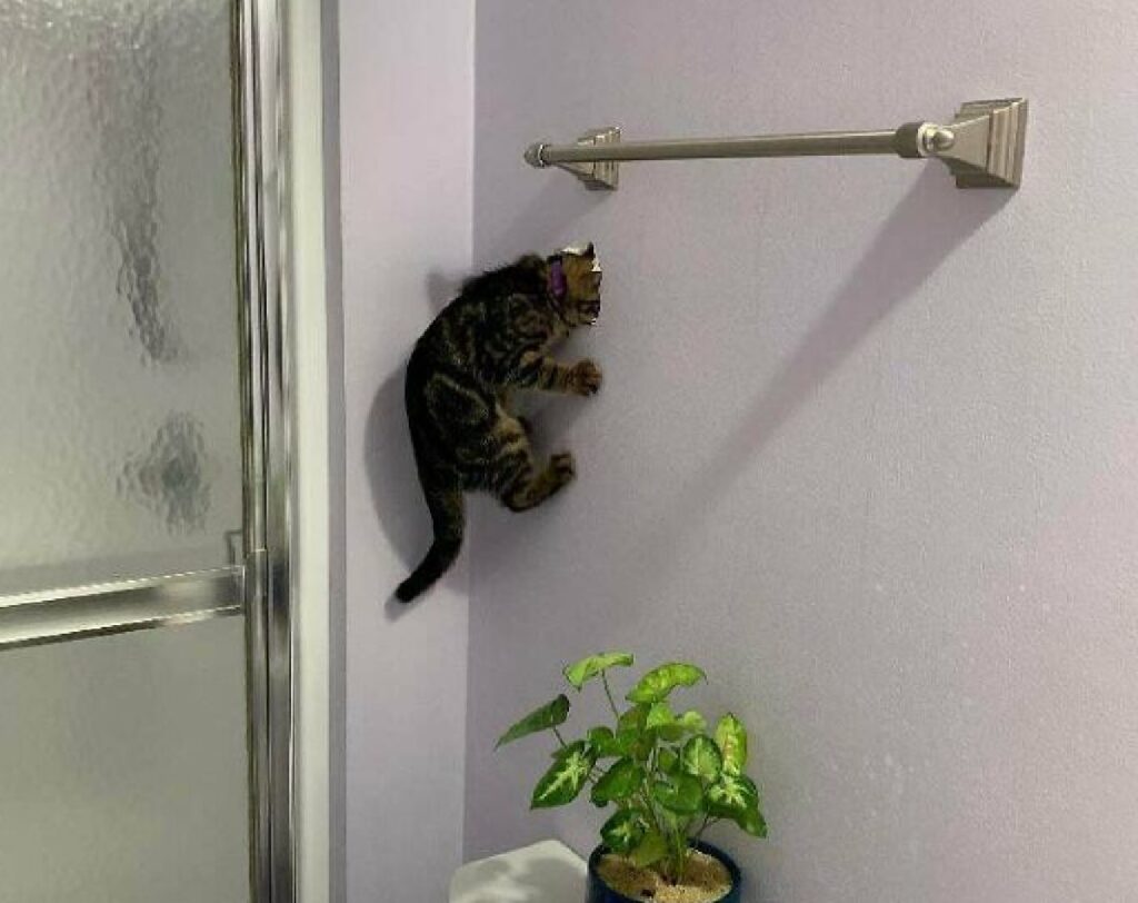 gatto fa buco nel muro 