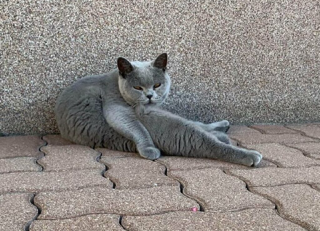 gatto piegato in modo strano 