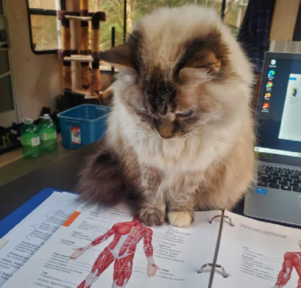 gatto da ripetizioni di anatomia 