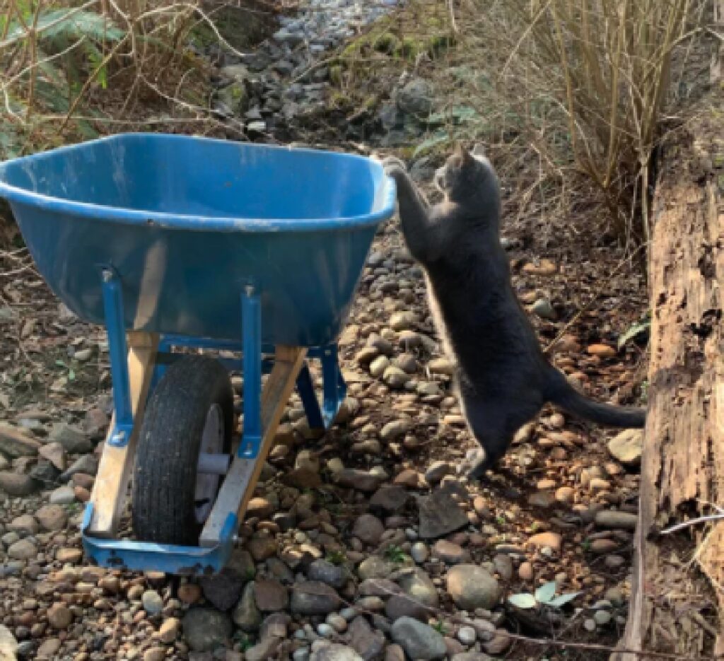 gatto cerca di fare il muratore 