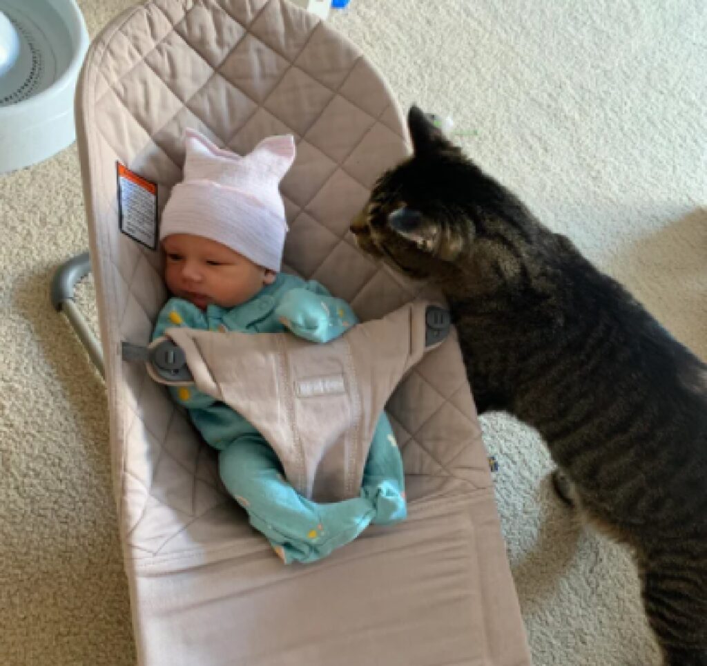 gatto soriano baby sitter 