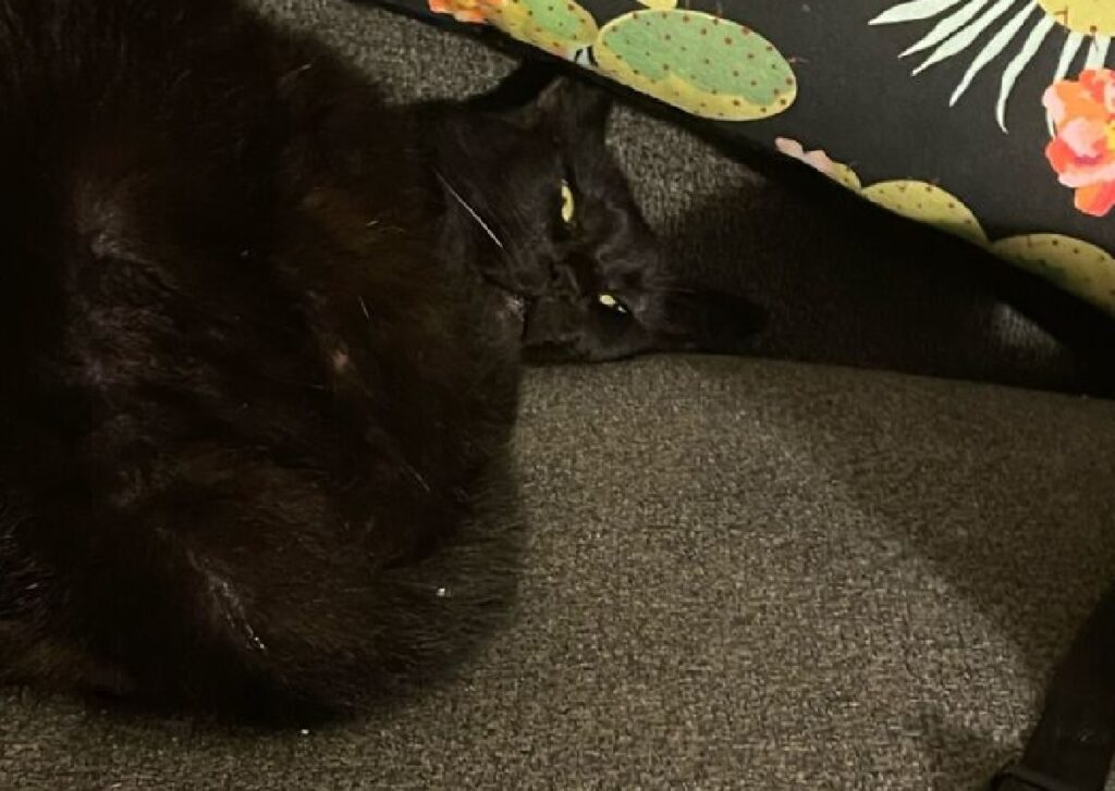 gatto nero occhi gialli 
