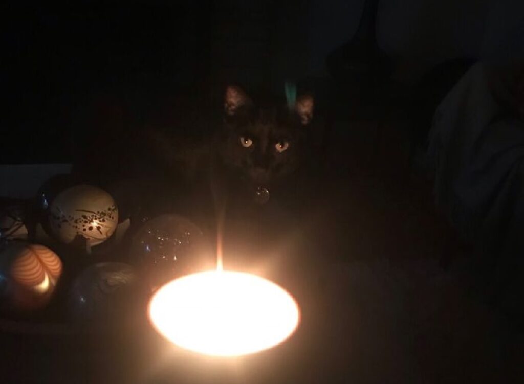 gatto luce lampada 
