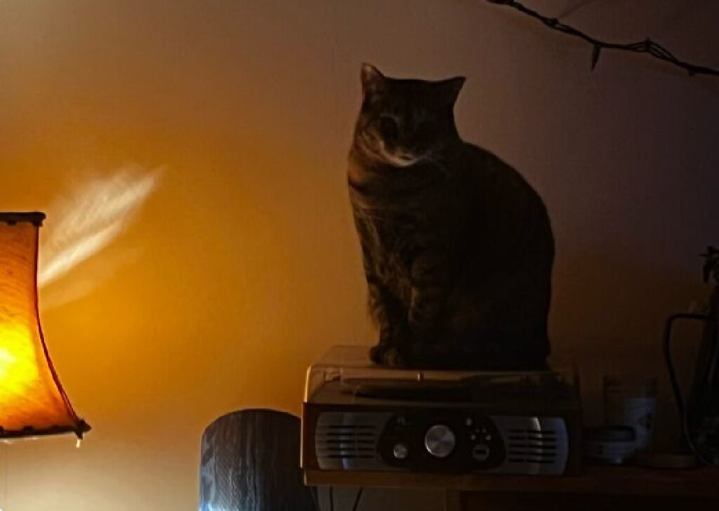 gatto sopra radio d'epoca 