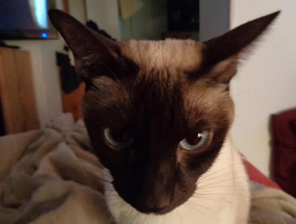 gatto siamese occhi azzurri 