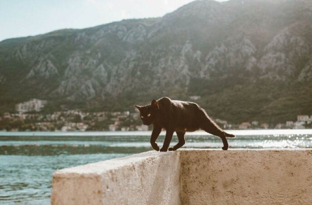 gatto nero cammina muretto 