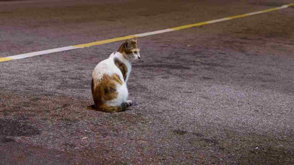 gatto seduto in strada
