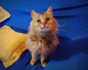 Giulietta, la dolcissima gattina arancione è alla ricerca di una famiglia