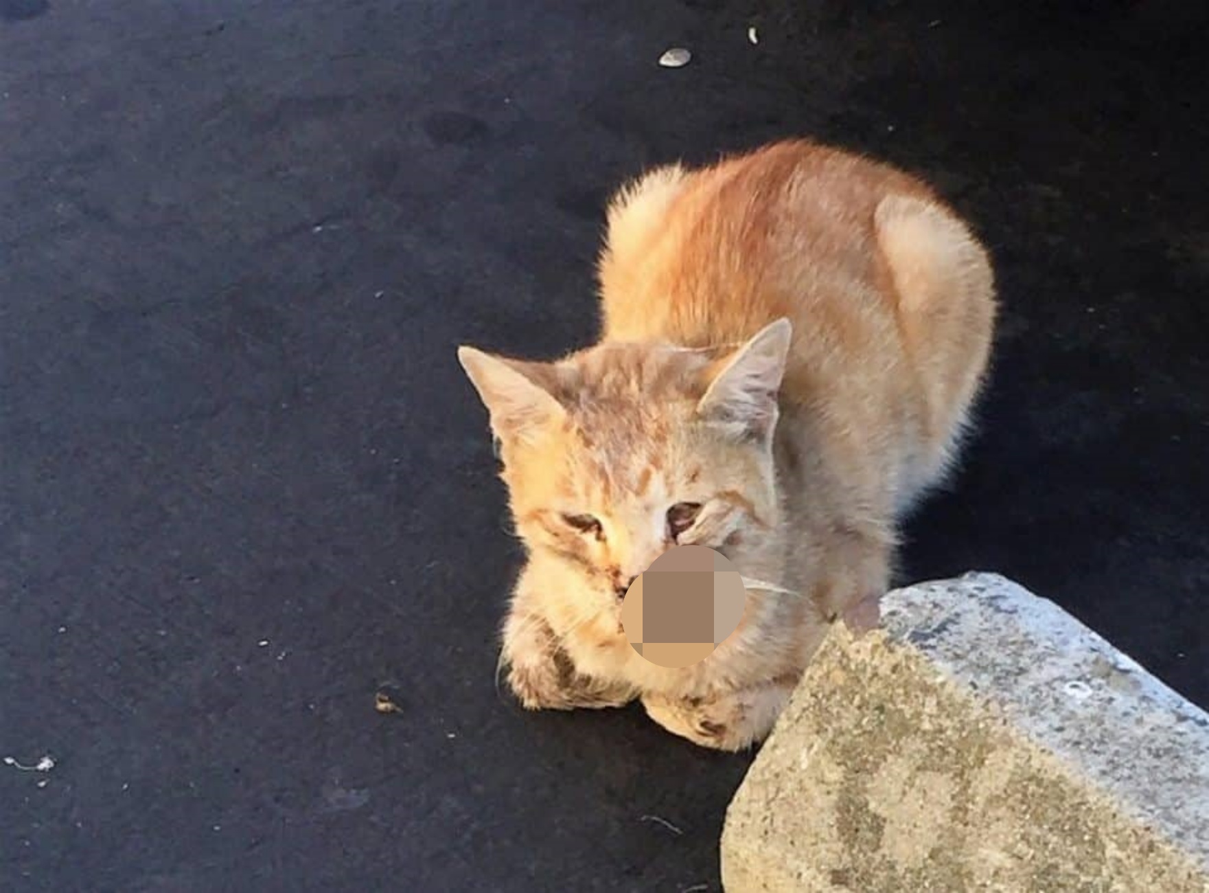 Кидать кошку. Бездомные кошки. Бедные котята. Бездомный рыжий котенок.