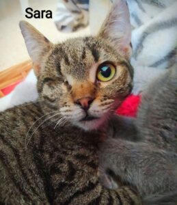 Sara, la dolce e bellissima gattina è alla ricerca di un’adozione del cuore