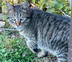 Soufflé: micio dal pelo tigrato è in attesa di una casa in cui sentirsi al sicuro