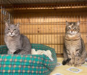 Vaniglia e Pesca: in gattile a causa di una rinuncia di proprietà cercano una nuova casa