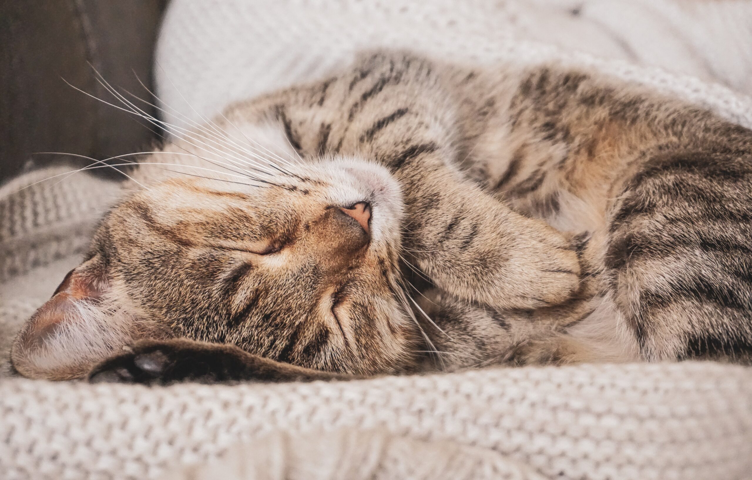 gatto con occhi chiusi