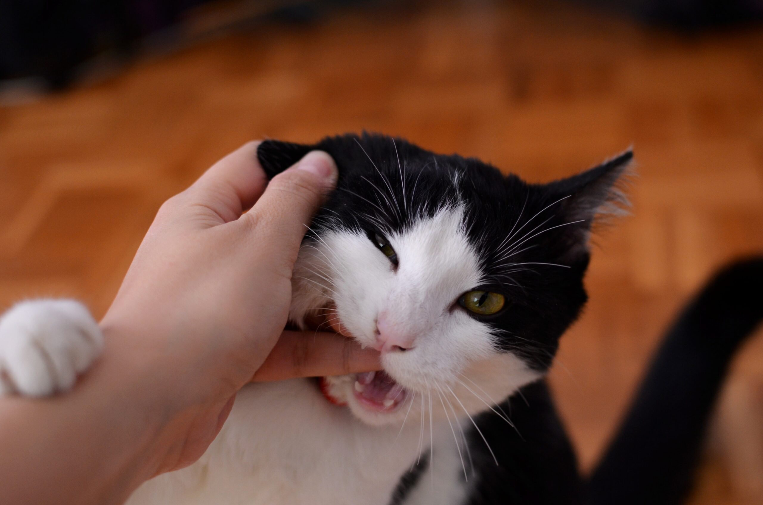 cat bites hand