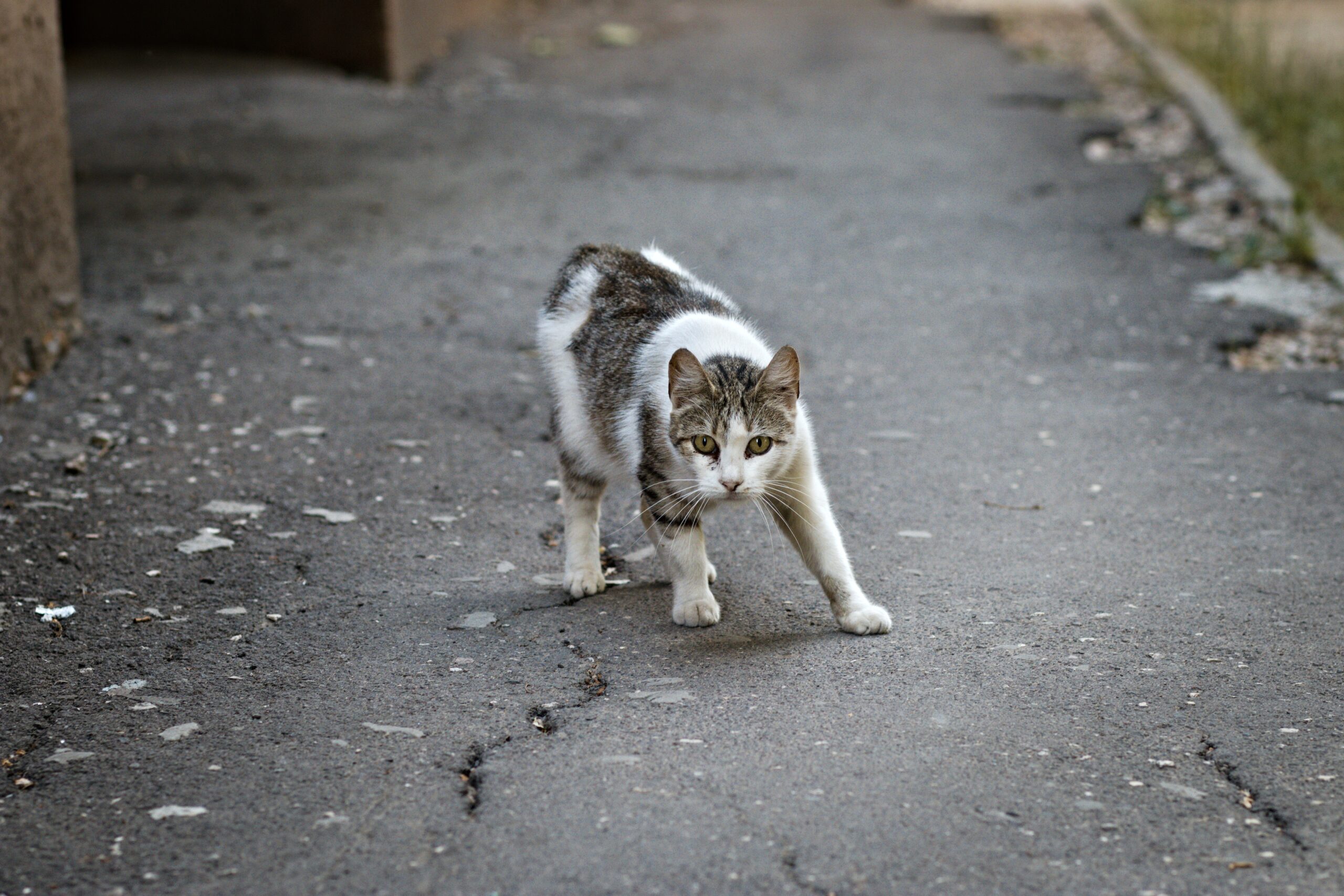 gatto in posizione di attacco