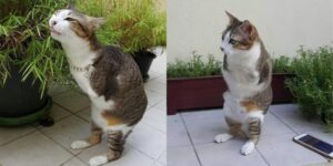 Able, il gatto che ha perso le zampe anteriori con una scossa elettrica e si muove saltando come un canguro