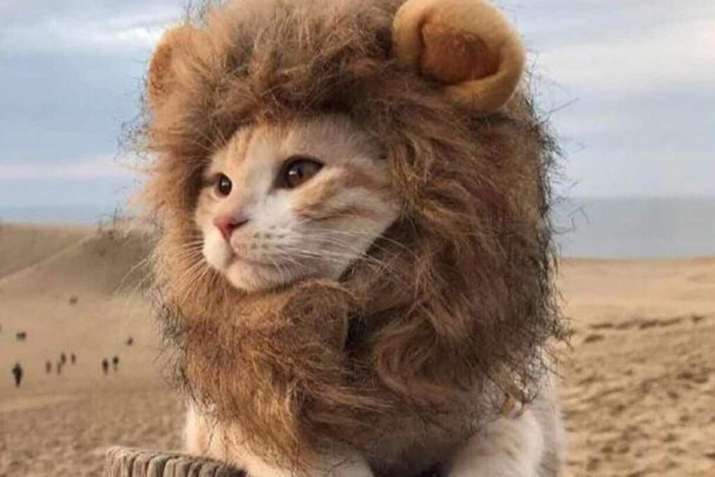 gatto cn parrucca da leone