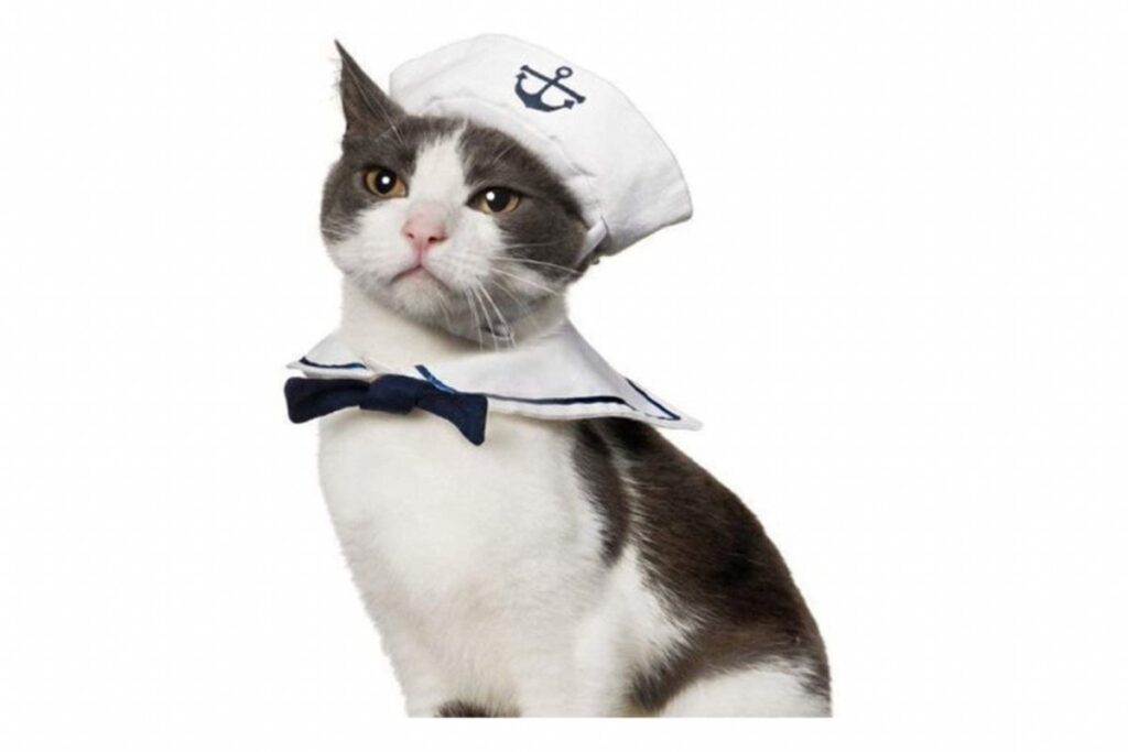 costume da marinaio per gatto