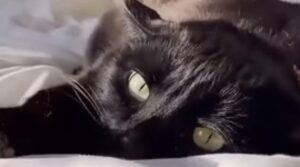 Bellissimo gattino nero si rilassa sul letto della sua proprietaria (VIDEO)