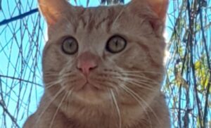 Bollate, trascorsi già 7 mesi dalla triste scomparsa di Milito, un gatto rosso di un anno e mezzo