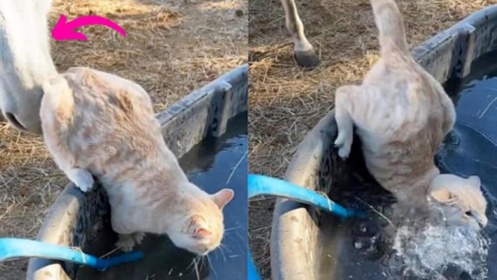 cavallo colpisce gatto che cade in acqua