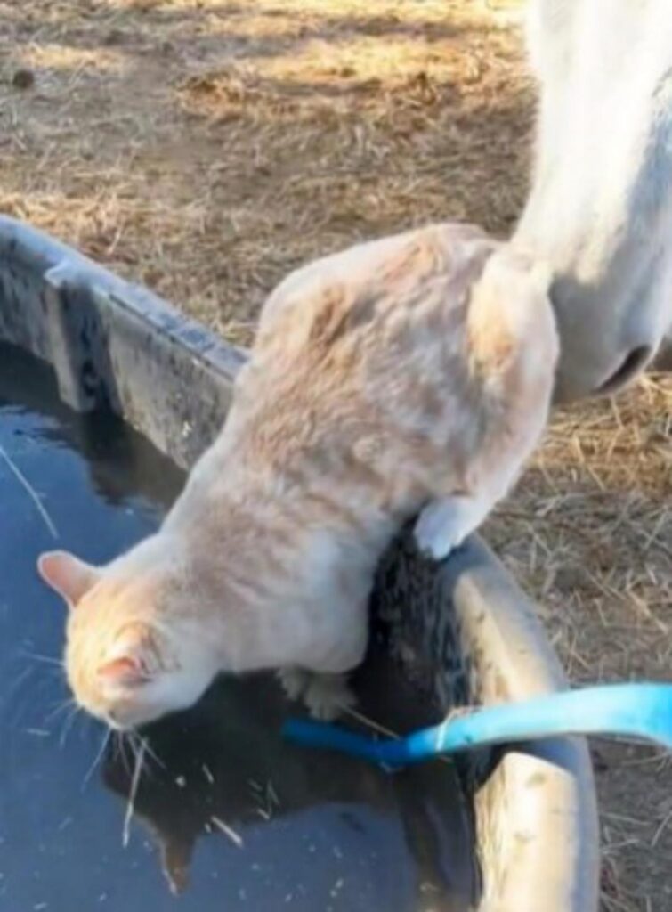 cavallo colpisce gatto che cade in acqua