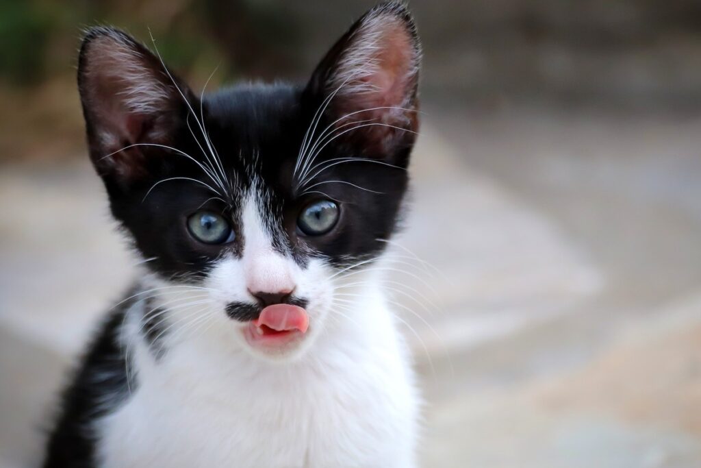 gattino con la lingua di fuori